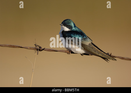 Una struttura Swallow bird arroccato su di un trefolo di filo spinato Foto Stock