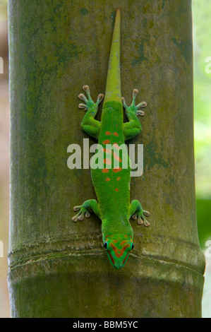 Madagascar giorno gigante gecko (Phelsuma madagascariensis), la foresta pluviale Masoala, Zoo di Zurigo, Svizzera, Europa Foto Stock