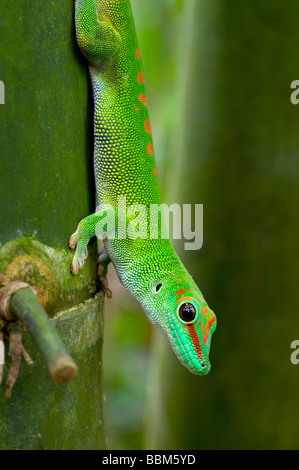 Madagascar giorno gigante gecko (Phelsuma madagascariensis), la foresta pluviale Masoala, Zoo di Zurigo, Svizzera, Europa Foto Stock