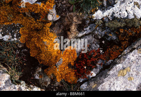 Giallo licheni crescono sulle rocce di granito della Cornovaglia Foto Stock