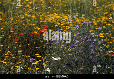 Una molla prato pieno di fiori selvatici Foto Stock