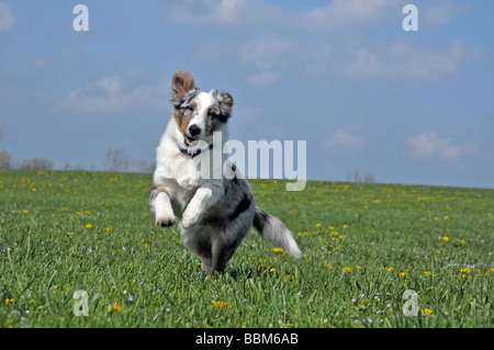 Shetland sheepdog puppy in esecuzione sul prato erboso. Foto Stock