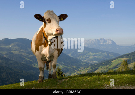 Mucca in pascolo alpino, Hirzegg pascolo alpino, Spertental, Kirchberg, Tirolo, Austria, Europa Foto Stock