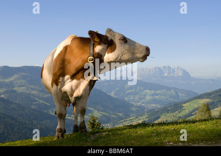 Mucca in pascolo alpino, Hirzegg pascolo alpino, Spertental, Kirchberg, Tirolo, Austria, Europa Foto Stock