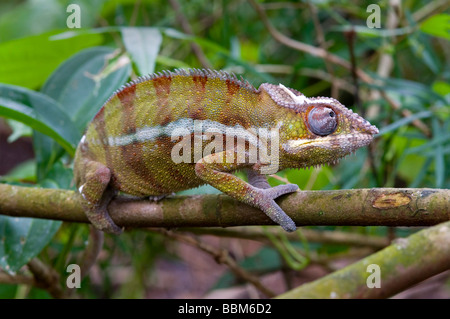 Panther Chamelion (Furcifer pardalis), la foresta pluviale Masoala, lo Zoo di Zurigo, Svizzera, Europa Foto Stock