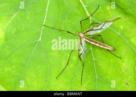 Gru Fly (Pedicia rivosa), alterano il lago Tristachersee, Lienz, Tirolo orientale, Austria, Europa Foto Stock