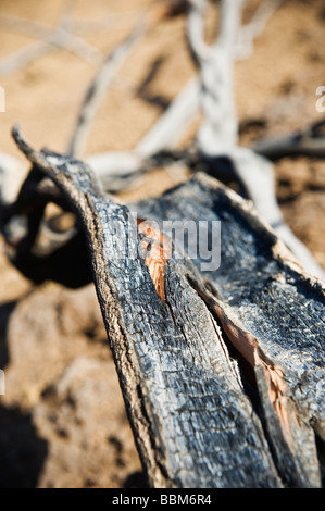Santa Barbara, California - vegetazione bruciata dal fuoco Jesusita, Maggio 2009 Foto Stock