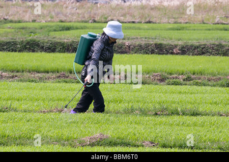 Cina contadini la spruzzatura di pesticidi su riso durante il periodo del raccolto nella provincia di Yunnan Foto di Julio Etchart Foto Stock