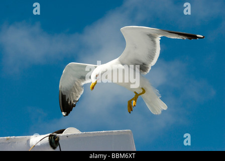 Caspian Gull (Larus cachinnans), Isola d'Elba, Italia, Europa Foto Stock