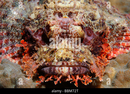 Barbuto scorfani (Scorpaenopsis barbata) in Perfetto mimetismo su pietra di corallo, Gangga Island Isole di Bangka, Nord Sulawes Foto Stock