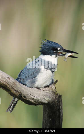 Belted Kingfisher Megaceryle alcyon maschio con pesce Willacy County Rio Grande Valley Texas USA Maggio 2004 Foto Stock