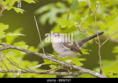 Bewick s Wren Thryomanes bewickii adulto in Texas Oak Quercus buckleyi Uvalde County Hill Country Texas USA Aprile 2006 Foto Stock