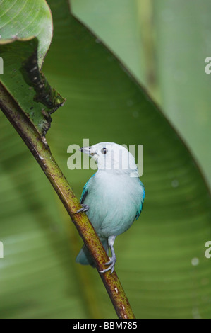 Blu grigio Tanager Thraupis episcopus adulto appollaiato Valle Centrale Costa Rica America Centrale Dicembre 2006 Foto Stock