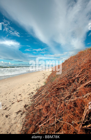 Spiaggia e duna riparata, costa baltica in Kuroeiu Nerija Parco Nazionale sul Curonian Spit in Lituania Foto Stock