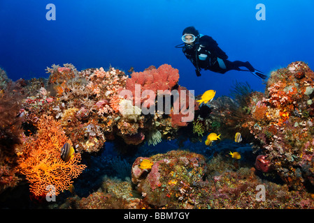 Scuba Diver orologi intatta barriera corallina con pesci, coralli colorati e altri invertebrati, Gangga Island Isole di Bangka, Nort Foto Stock