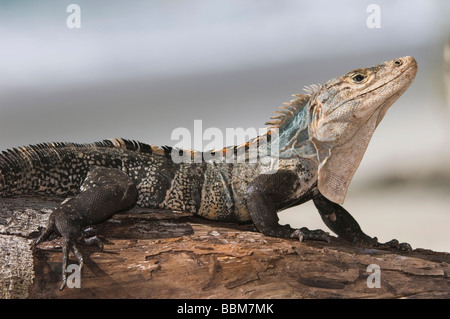 Nero Ctenosaur Iguana Ctenosaura similis adulto Manuel Antonio National Park Central Pacific Coast Costa Rica America Centrale Foto Stock