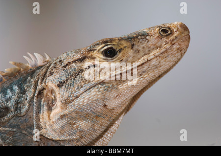 Nero Ctenosaur Iguana Ctenosaura similis adulto Manuel Antonio National Park Central Pacific Coast Costa Rica America Centrale Foto Stock