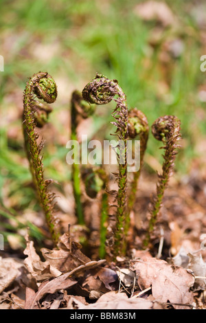 Giovani neo-costituita arricciata fronde di felce cresce attraverso la figliata di foglia, Berkshire, Inghilterra Foto Stock