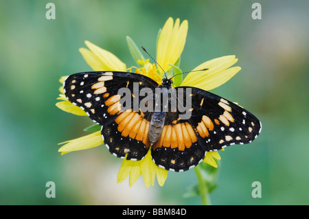 Confina Patch Chlosyne lacinia adulto su stringendo lasciava Coneflower Dracopis amplexicaulis Willacy Rio Grande Valley Texas Foto Stock