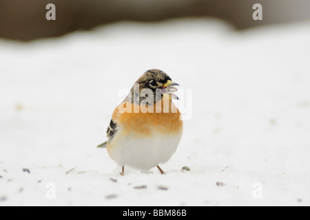 Brambling Fringilla montifringilla maschio semi di mangiare sulla neve Zugo Svizzera Dicembre 2007 Foto Stock