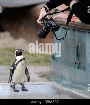 Il visitatore di un parco animali a fotografare un pinguino africano, nero-footed o dei pinguini Jackass Penguin (Spheniscus demersus) Foto Stock