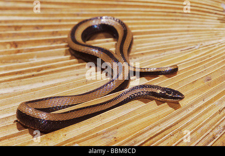 Rigato nero Snake Coniophanes imperialis adulto su dead palm frond Cameron County Rio Grande Valley Texas USA Foto Stock