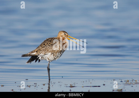 Nero tailed Godwit Limosa limosa adulto in allevamento piumaggio chiamando il Parco Nazionale del lago di Neusiedl Burgenland Austria Aprile 2007 Foto Stock