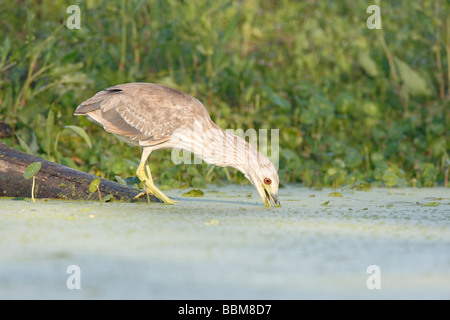 Il novellame di nero coronata Nitticora Foto Stock