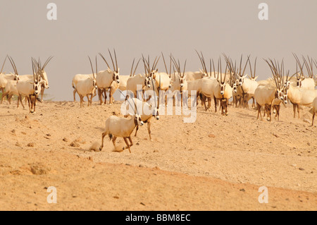 Arabian Oryx (Arabian oryx), Sir Bani Yas Island, Abu Dhabi, Emirati Arabi Uniti, Arabia, vicino Oriente, Orient Foto Stock