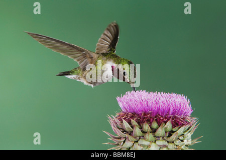 Ampia tailed Hummingbird Selasphorus platycercus maschio in volo su alimentazione Musk Thistle Carduus nutans Rocky Mountain NP Foto Stock