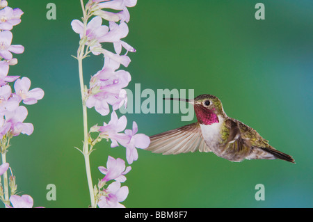 Ampia tailed Hummingbird Selasphorus platycercus maschio in volo su alimentazione Rocky Mountain Penstemon Penstemon strictus Colorado Foto Stock