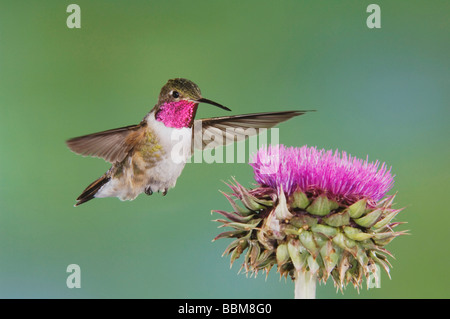 Ampia tailed Hummingbird Selasphorus platycercus maschio in volo su alimentazione Musk Thistle Carduus nutans Rocky Mountain NP Foto Stock