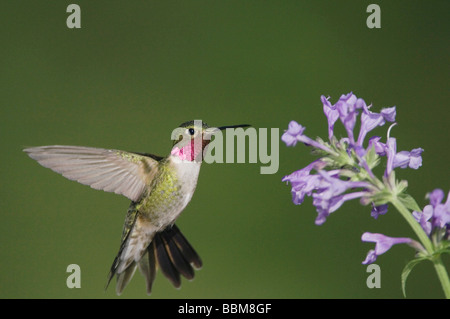 Ampia tailed Hummingbird Selasphorus platycercus maschio in volo su alimentazione Siberian nepitella Nepeta sibirica Rocky Mountain NP Foto Stock