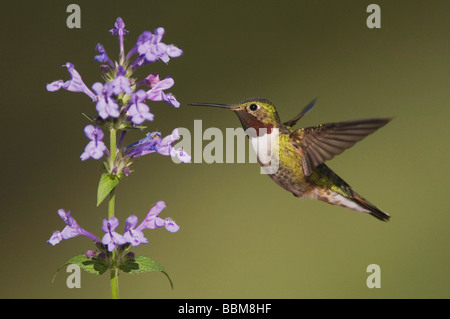 Ampia tailed Hummingbird Selasphorus platycercus maschio in volo su alimentazione Siberian nepitella Nepeta sibirica Rocky Mountains NP Foto Stock
