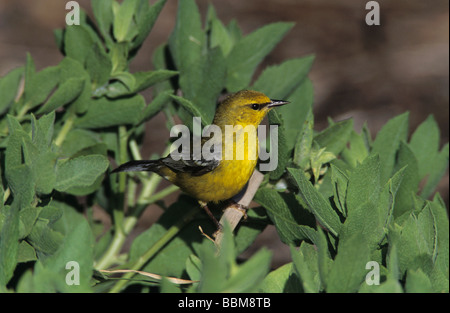 Blue Winged Trillo Vermivora pinus femmina di South Padre Island Texas USA Maggio 2005 Foto Stock