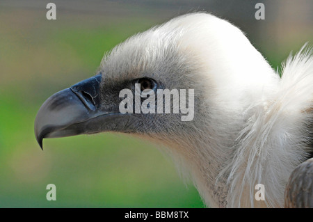 Avvoltoio o Eurasian grifone (Gyps fulvus) Foto Stock