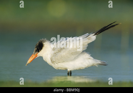 Caspian Tern Sterna caspia immaturi saldatore preening Wildlife Refuge Sinton Texas USA Maggio 2005 Foto Stock