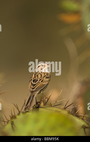 Color argilla Sparrow Spizella pallida adulto Uvalde County Hill Country Texas USA Aprile 2006 Foto Stock