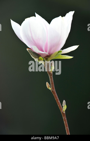 Piattino Magnolia (Magnolia soulangeana x), cultivar amabilis Foto Stock