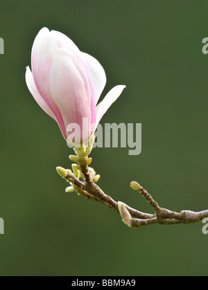 Piattino Magnolia (Magnolia soulangeana x), cultivar amabilis Foto Stock