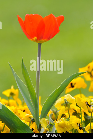 Tulip (Tulipa) e Pansies o Pansy violette (Viola x wittrockiana) Foto Stock