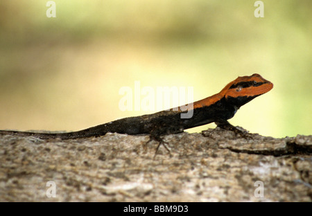 Foresta, CALOTES Calotes rouxii, maschio in allevamento in colore i monsoni, Tadoba Andhari Riserva della Tigre, India Foto Stock