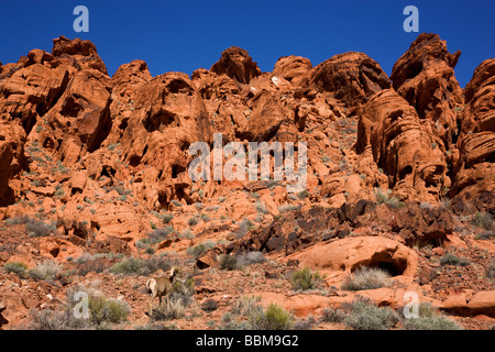 Desert Bighorn nella Valle del Fuoco del Parco Statale di circa un ora da Las Vegas Nevada Foto Stock