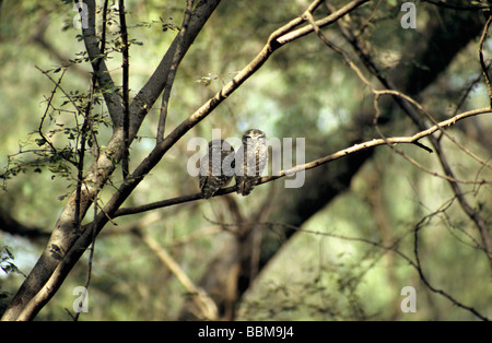 Avvistato owlets, Athene brama a Ranthambore, India. Foto Stock