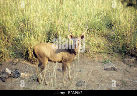 Sambar al Ranthambore, India. Foto Stock