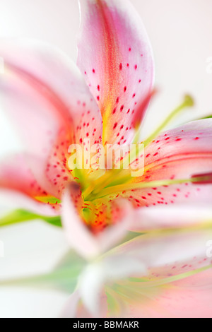 Bella rosa fresca lily Foto Stock