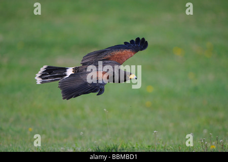 La Harris hawk (Parabuteo unicinctus) in volo Foto Stock