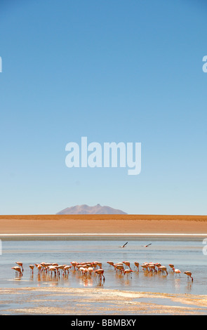 Fenicotteri boliviano su alti Plano Foto Stock