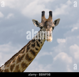 Testa della giraffa oltre il cielo blu Foto Stock