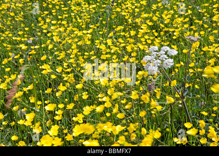 Inghilterra, West Dorset, Forde Abbey. Un prato pieno di vento bruciato Renoncules selvatico e la mucca di prezzemolo Foto Stock